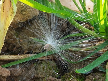 落在土地里的蒲公英