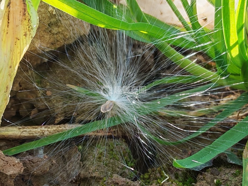 高清大图下载【趣麦麦图】落在土地里的蒲公英