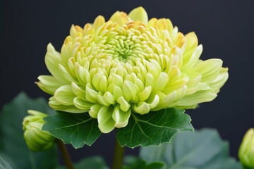 绿色的千瓣菊花