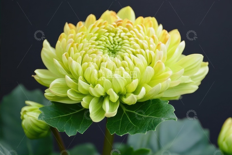 高清大图下载【趣麦麦图】绿色的千瓣菊花