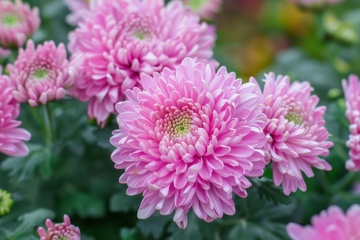 千瓣粉色大菊花