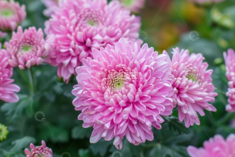 高清大图下载【趣麦麦图】千瓣粉色大菊花
