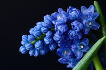 蓝色的风信子花卉特写