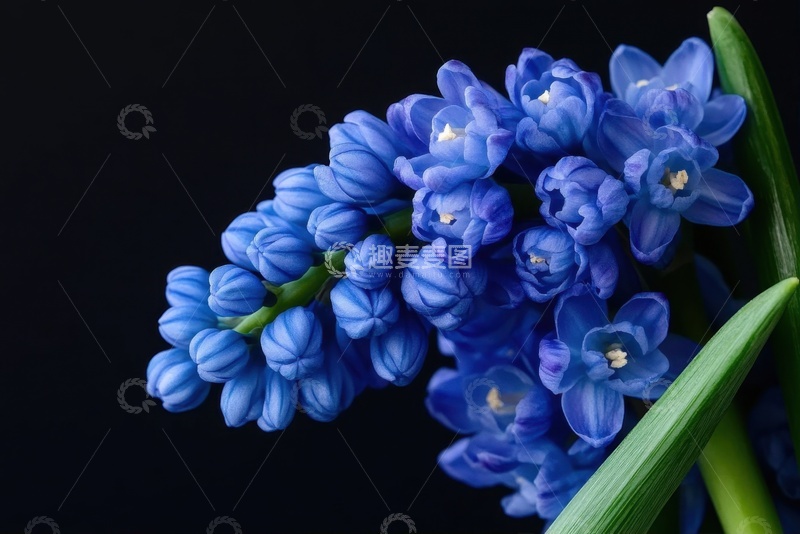 高清大图下载【趣麦麦图】蓝色的风信子花卉特写