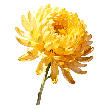 金黄色菊花特写水彩画