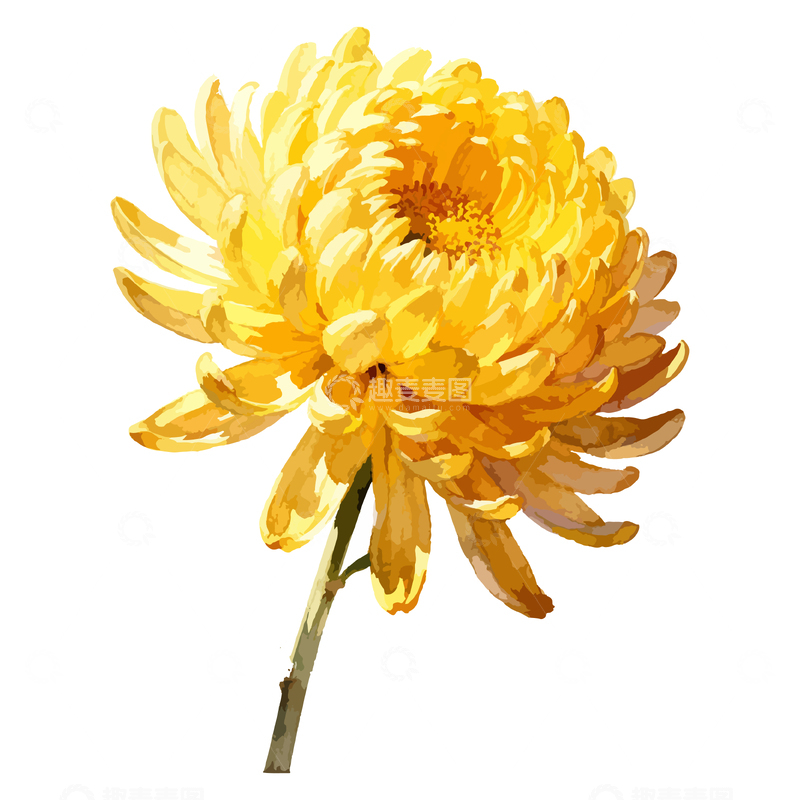 源文件下载【趣麦麦图】金黄色菊花特写水彩画