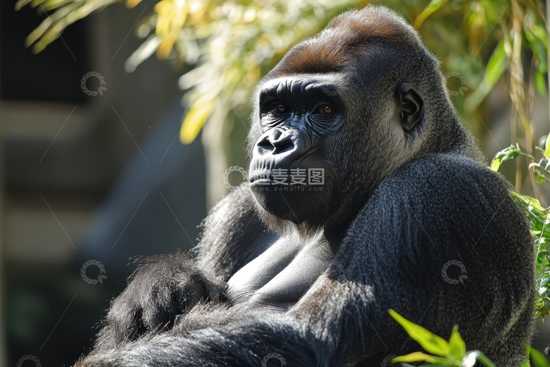 高清大图下载【趣麦麦图】动物园里晒太阳的大猩猩