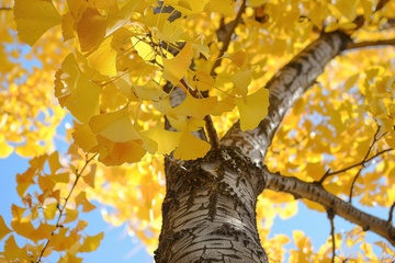 银杏树特写摄影