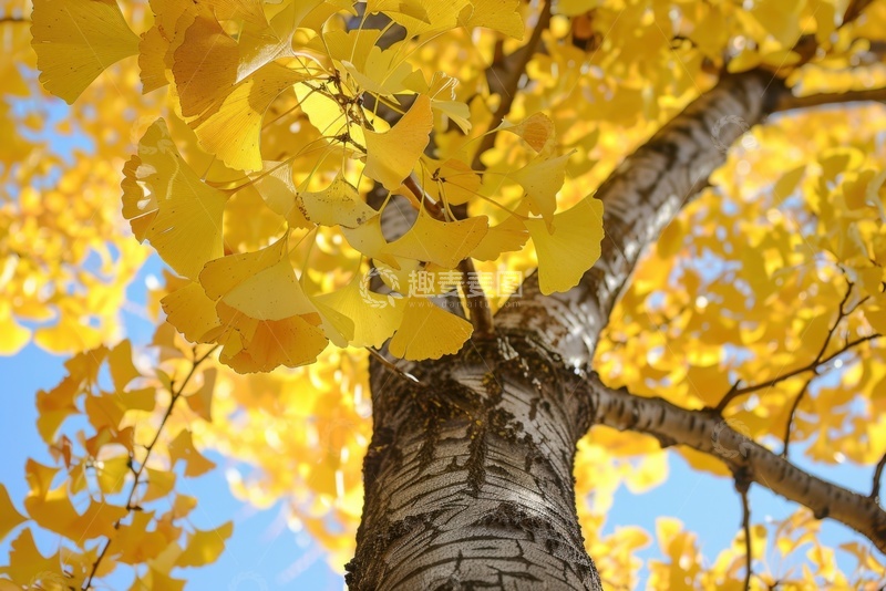 高清大图下载【趣麦麦图】银杏树特写摄影