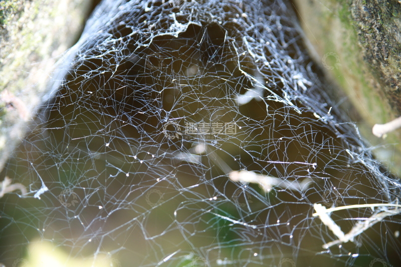 高清大图下载【趣麦麦图】奇妙的蜘蛛网