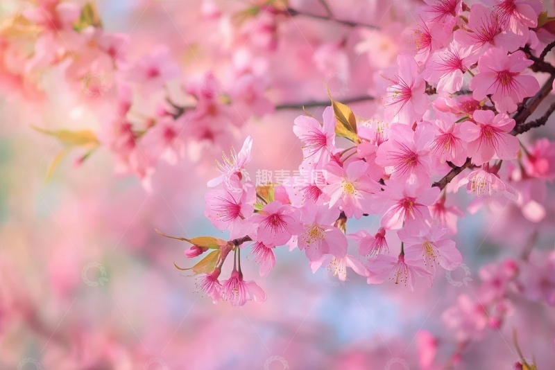 高清大图下载【趣麦麦图】盛开的朵朵桃花花卉