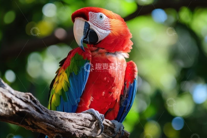 高清大图下载【趣麦麦图】金刚鹦鹉特写摄影