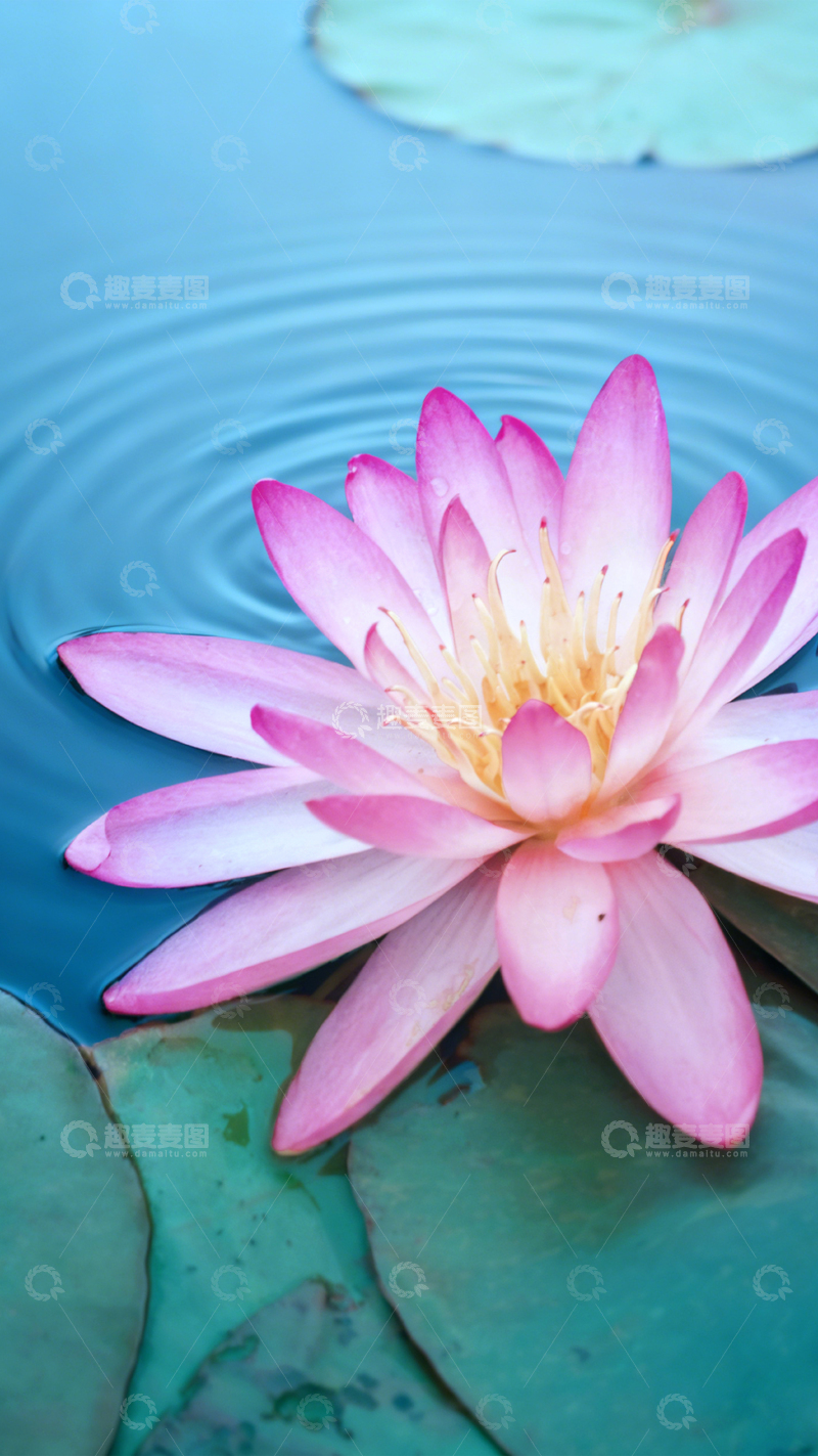 高清大图下载【趣麦麦图】睡莲绽放水波荡漾