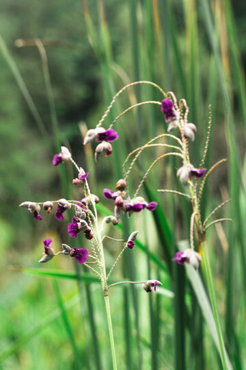 再力花紫穗户外自然摄影