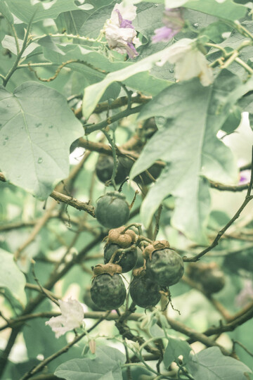 大花茄绿色植物果实特写摄影