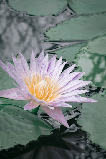 紫色睡莲绽放水面美景摄影图片