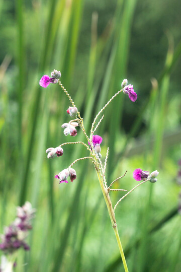 再力花水边紫色小花特写摄影