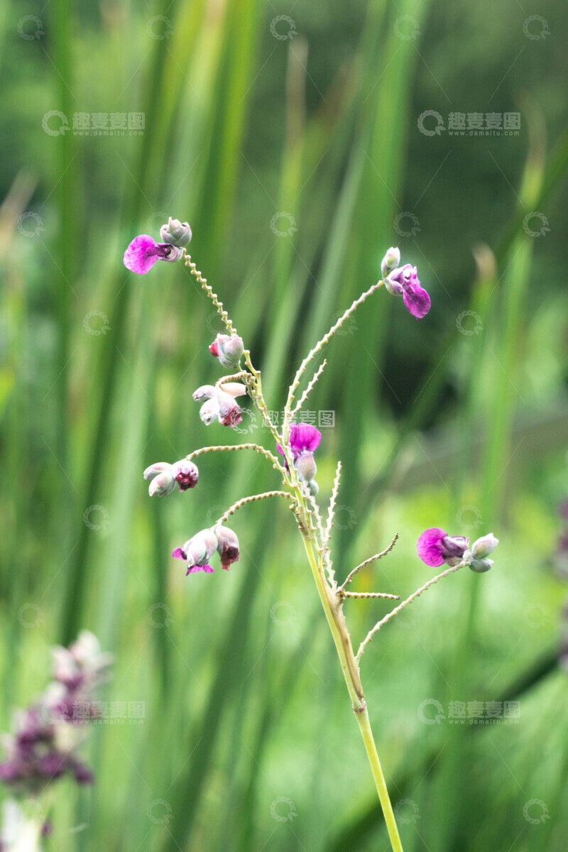 高清大图下载【趣麦麦图】再力花水边紫色小花特写摄影