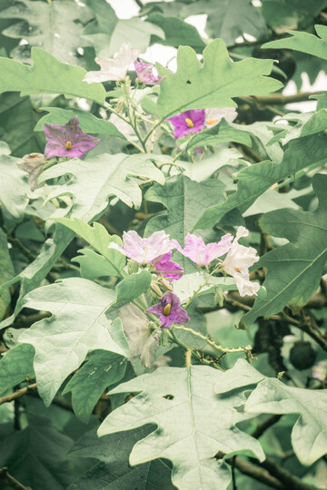 大花茄绿意盎然花卉景观自然摄影图