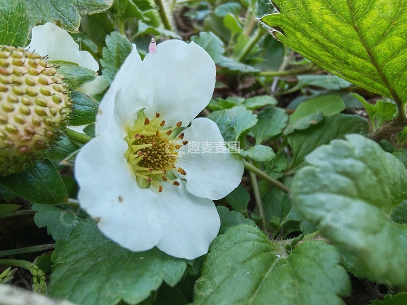 高清大图下载【趣麦麦图】草莓花朵特写