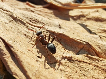爬行的蚂蚁特写