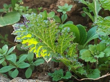 枝叶茂盛的野草
