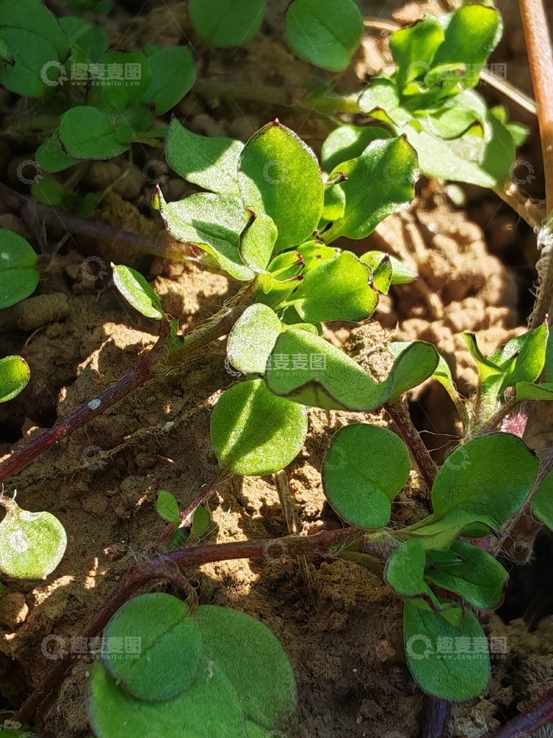 高清大图下载【趣麦麦图】野蛮生长的野草
