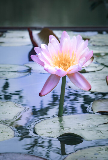 池塘睡莲盛开美景摄影