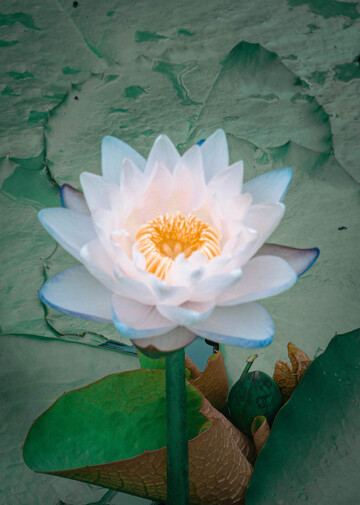 荷塘清韵莲花绽放摄影