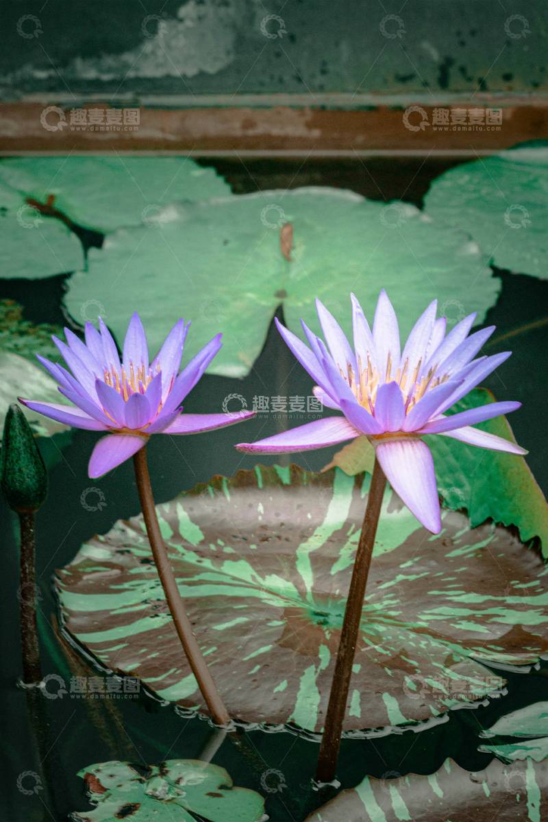 高清大图下载【趣麦麦图】-紫色睡莲池塘风光摄影