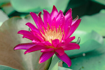 鲜艳睡莲花盛开自然风景