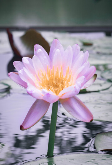粉色睡莲绽放水面美景摄影
