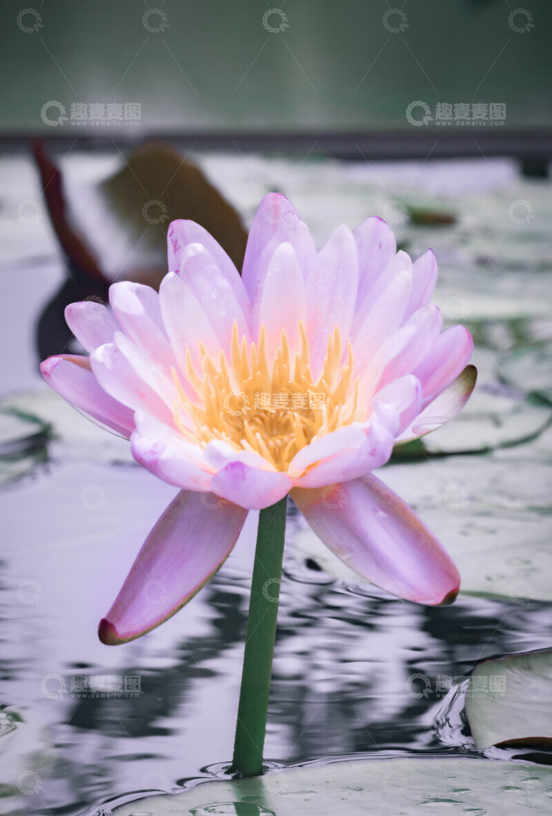 高清大图下载【趣麦麦图】粉色睡莲绽放水面美景摄影