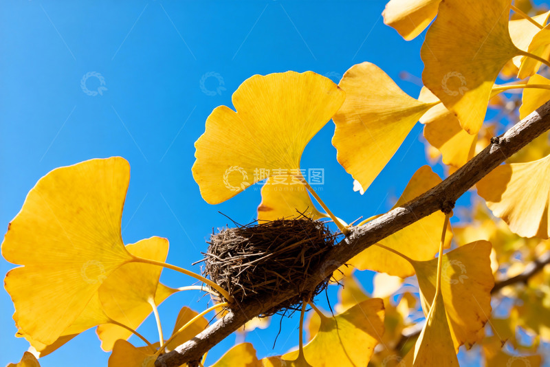 高清大图下载【趣麦麦图】银杏鸟巢抽象风格设计素材