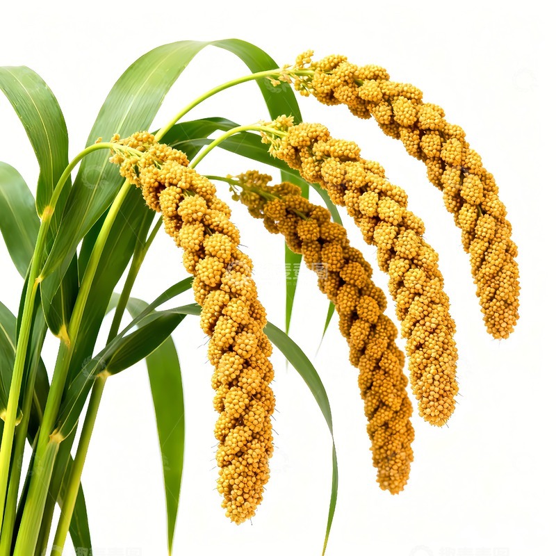 高清大图下载【趣麦麦图】小米谷穗杂粮