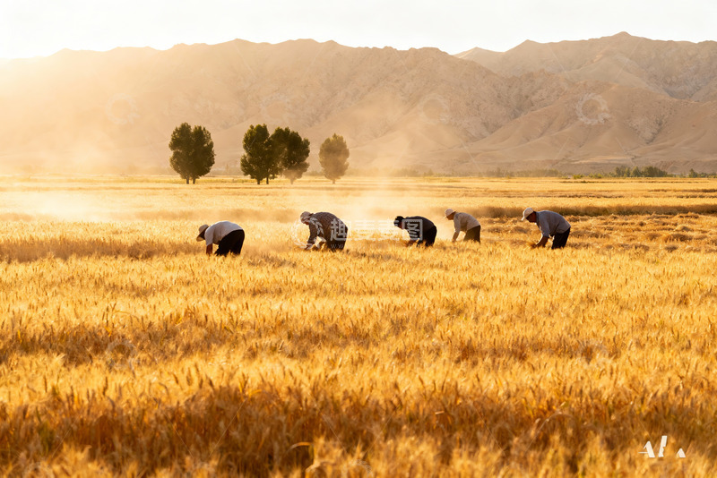 高清大图下载【趣麦麦图】金色麦田农耕劳作场景设计素材