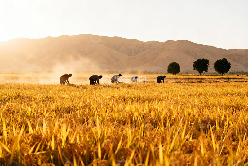 高清大图下载【趣麦麦图】麦田劳作创意设计背景图