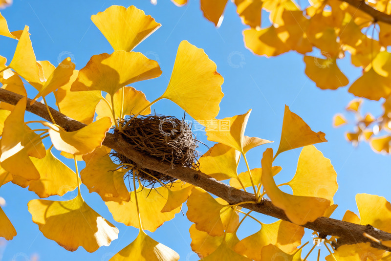 高清大图下载【趣麦麦图】金秋银杏枝现代设计背景素材