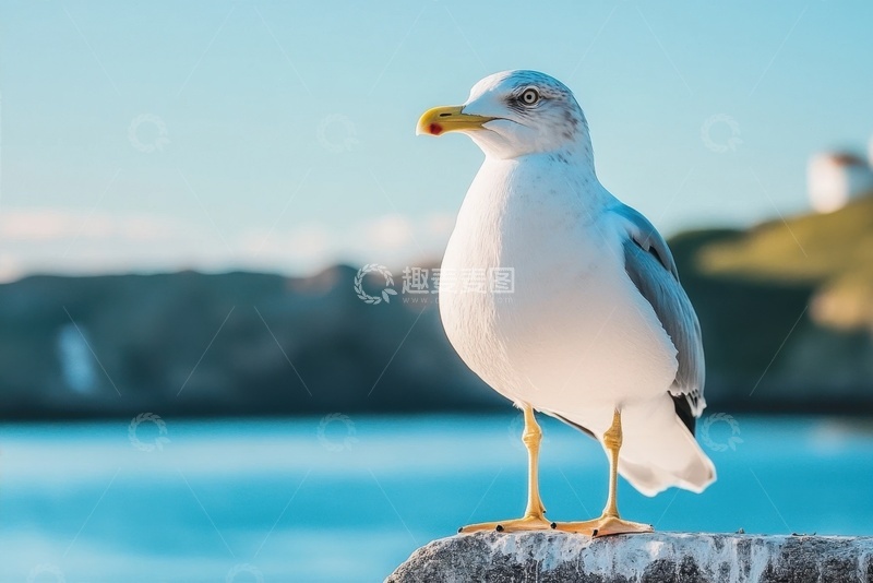 高清大图下载【趣麦麦图】大海边石柱上站立的一只海鸥