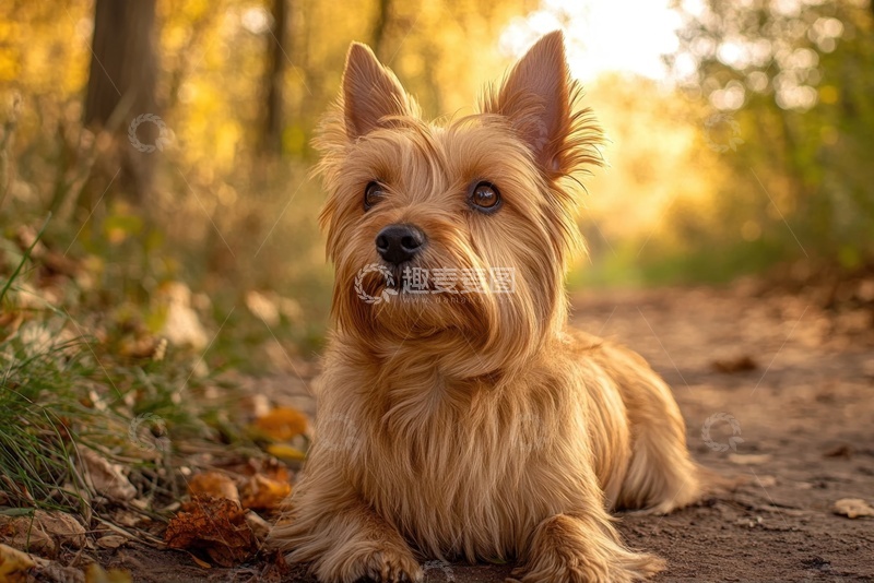 高清大图下载【趣麦麦图】趴在树林里的一只小狗