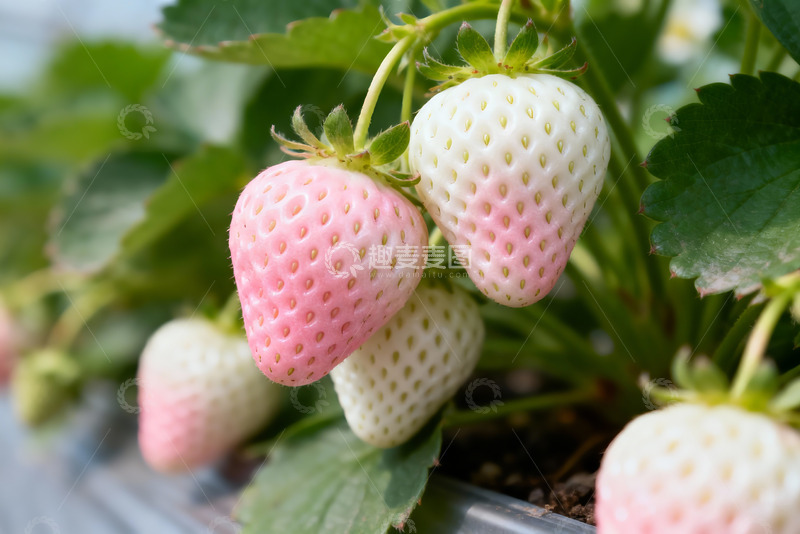 高清大图下载【趣麦麦图】粉白草莓创意设计背景图1