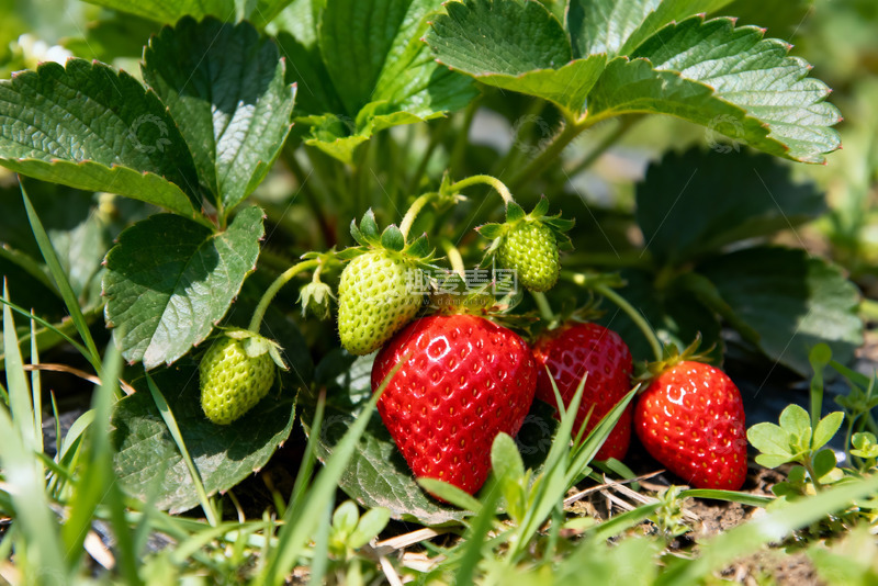 高清大图下载【趣麦麦图】红绿草莓田园创意设计背景图
