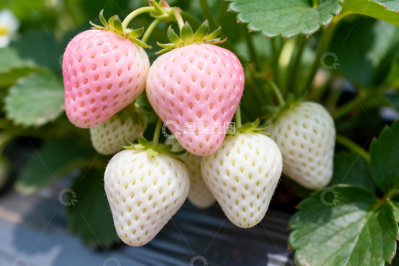 高清大图下载【趣麦麦图】粉白草莓创意设计背景图