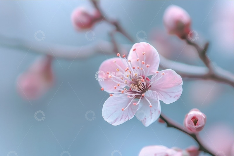 高清大图下载【趣麦麦图】开放的粉色桃花花卉