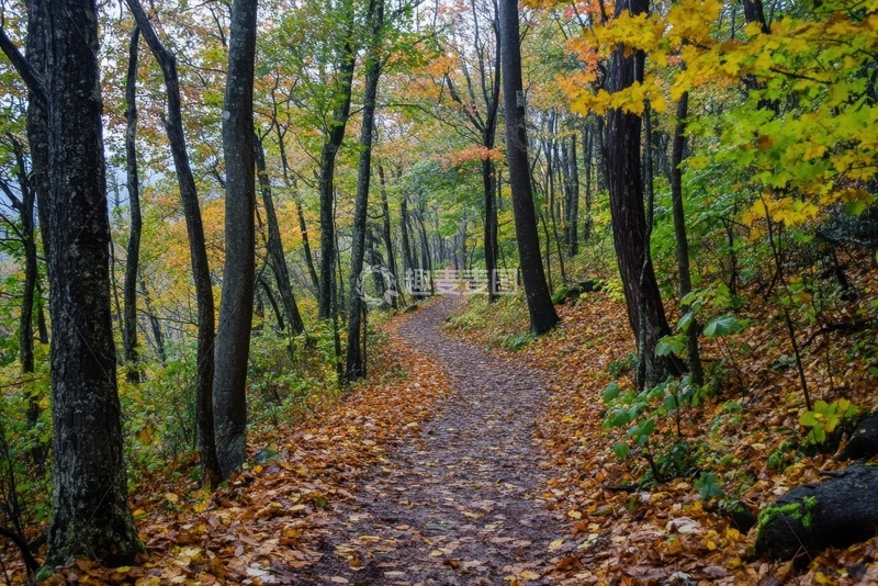 高清大图下载【趣麦麦图】湿润的山林小路