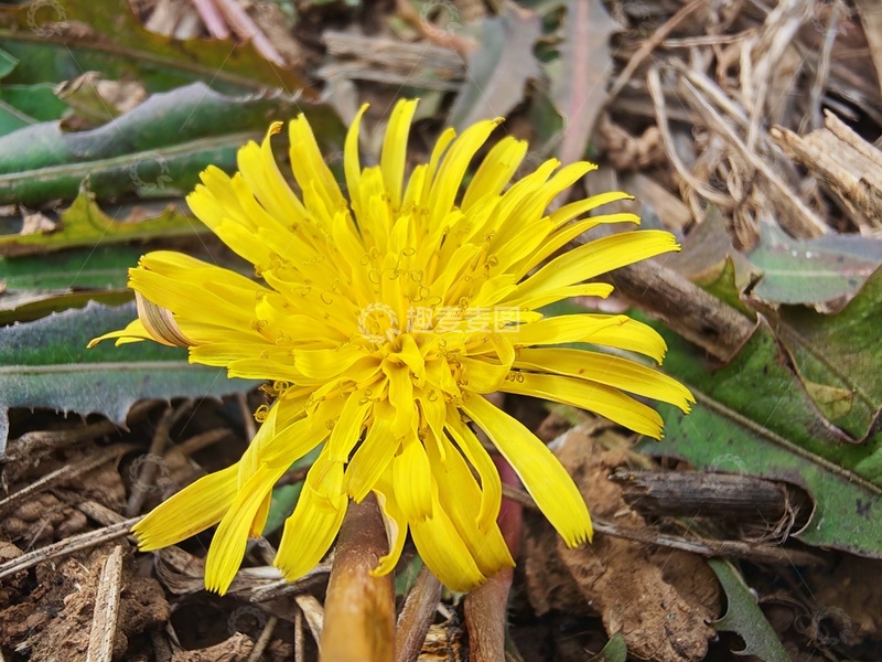 高清大图下载【趣麦麦图】蒲公英的花朵