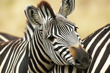 条纹斑马特写摄影