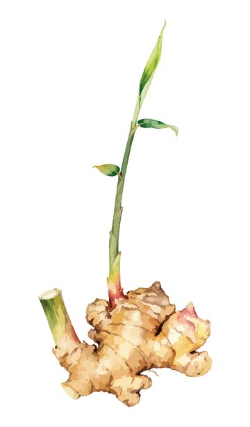 水彩生姜生长过程描绘