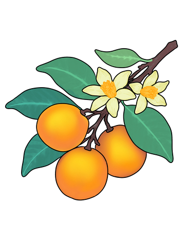 手绘金桔花枝插图