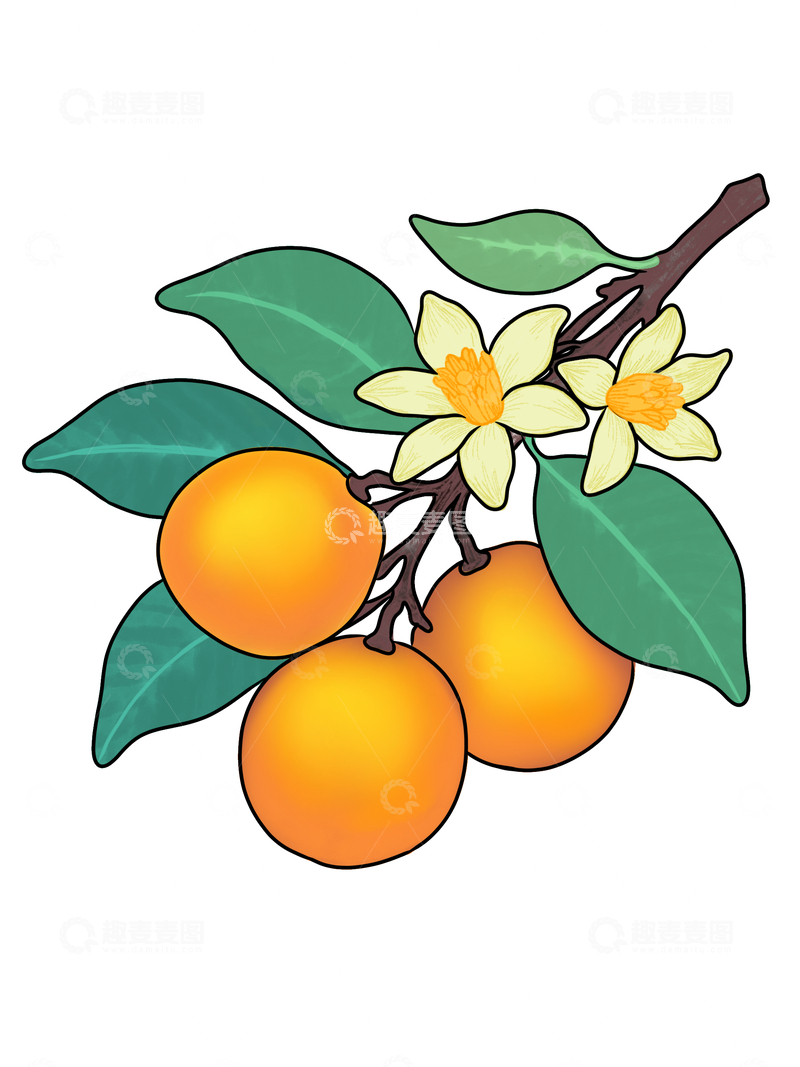 源文件下载【趣麦麦图】手绘金桔花枝插图